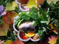 bento-bird-2