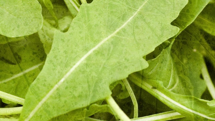 Rocket Leaves / Roquette / Arugula / Rucola