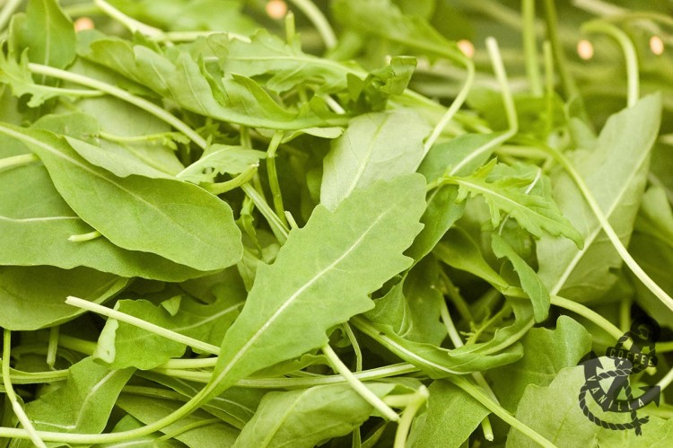 rocket leaves  arugula rucola spicy salad leaves 