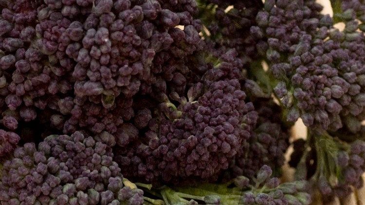 Purple Sprouting Broccoli