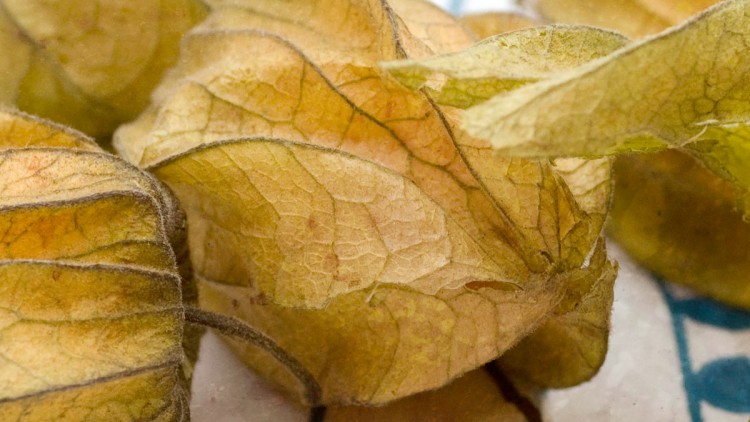 Physalis / Cape Gooseberry / Ground Cherry / Mexican Tomato