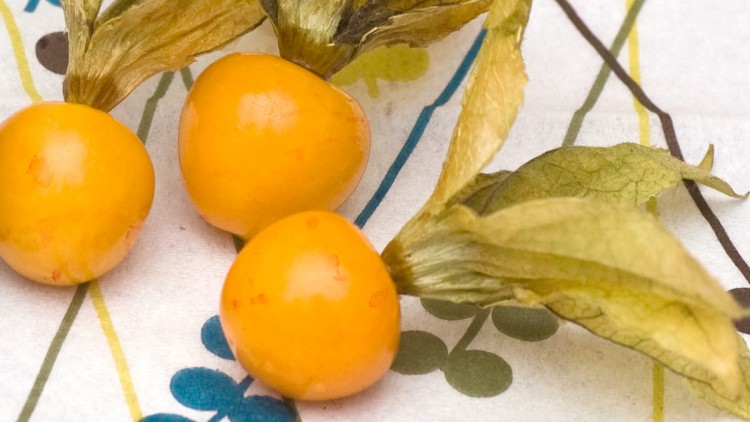 Physalis Dipped in Chocolate