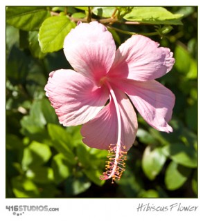 hibiscus-flower-1
