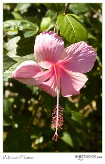 hibiscus-flower-2