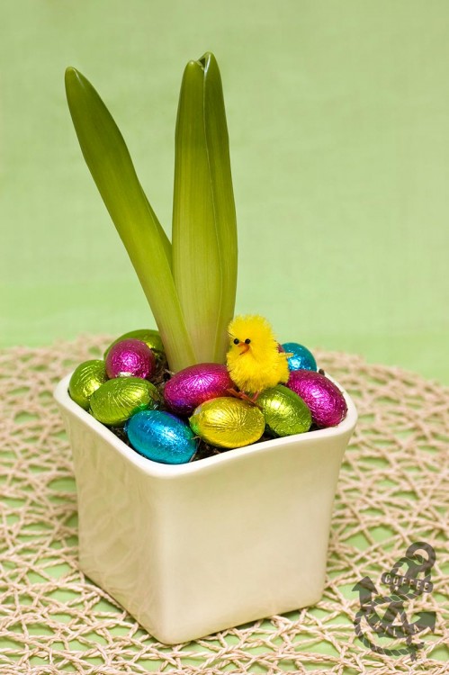 Easter flowers in pot Spring plants Easer plants