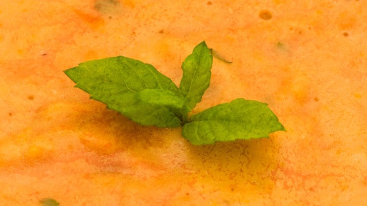 Cream of Red Lentils & Mint – Soup or Dip
