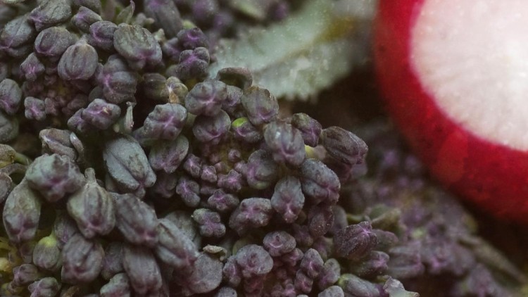 Steamed Sprouting Broccoli & Radishes with Ultimate Cheddar Sauce