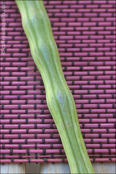 Asian long green vegetable from drumstick tree