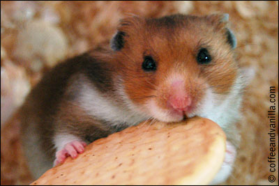 hamster safe foods