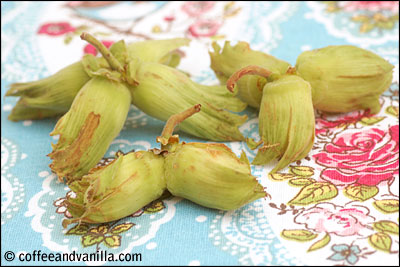 what are cobnuts