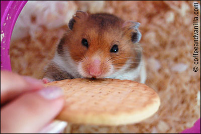 cute Syrian hamster agouti colour