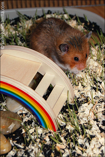 rainbow bridge for hamster enclosure
