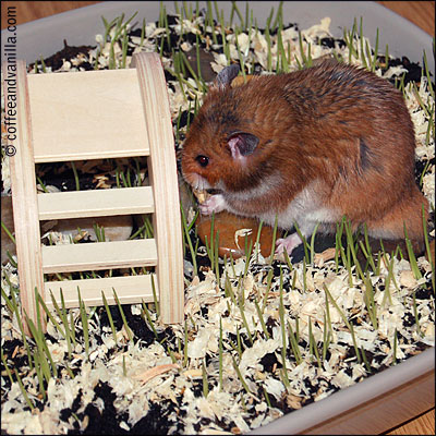 hamster grass and flower garden