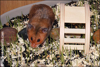 grass and flowers for hamster