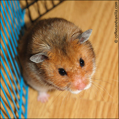 agouti colour color hamster