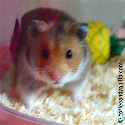 peanut free hamster healthy diet