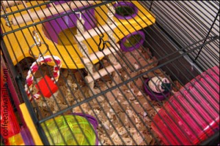 View of DIY & Low Cost Hamster Accessories » Coffee & Vanilla