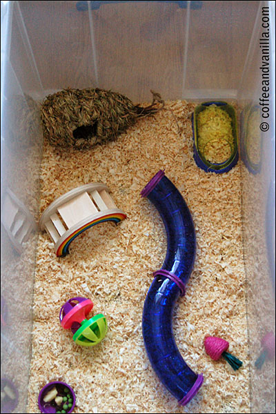 Hamster s Playground Project Coffee Vanilla