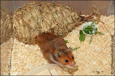 straw bird house for hamster