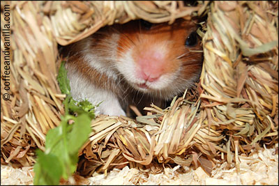 DIY hamster's playground with bird house 