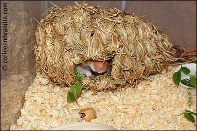 straw hamster house bird house really