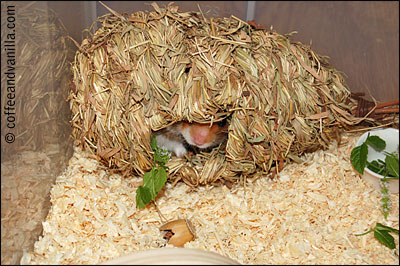 straw hamster house bird house really
