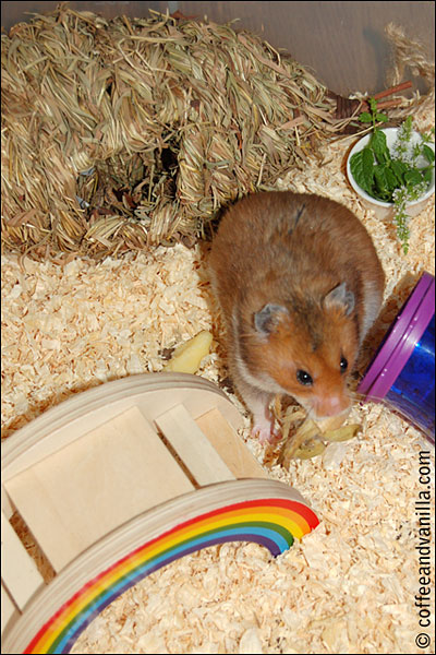 hamster playground in a storage box