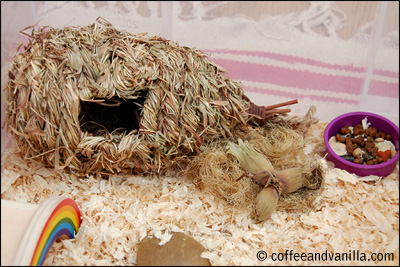 hamster straw bird house