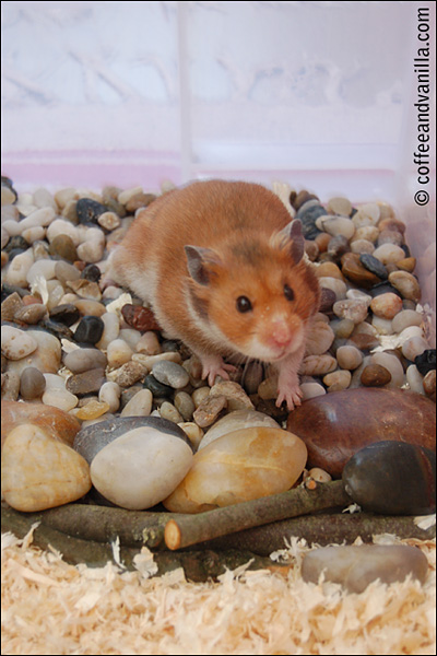 pebbles play area for the hamster