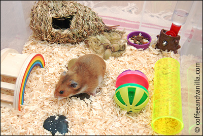 hamster in his playground