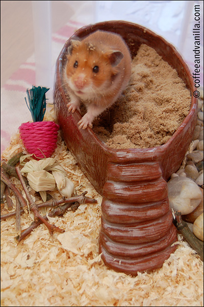 DIY sand bath for the hamster