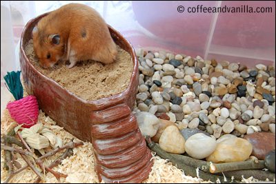 hamster playground in a box