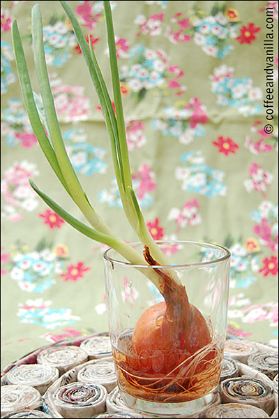 homegrown spring onion chive