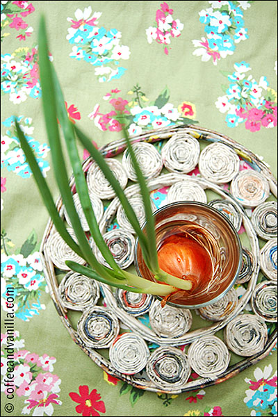 growing spring onions indoors