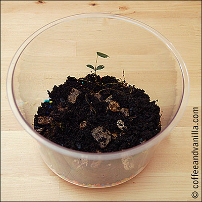 miniature garden layers how to 