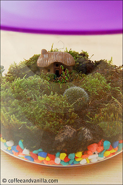 fish bowl garden how to tutorial