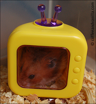 hamster inside the TV