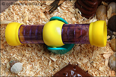 see saw for hamster seesaw hamster tube