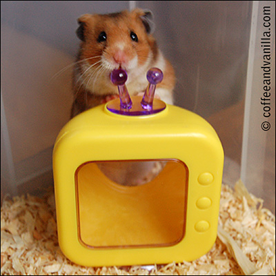 hamster television toy