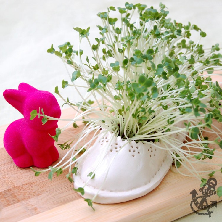 DIY cress planter