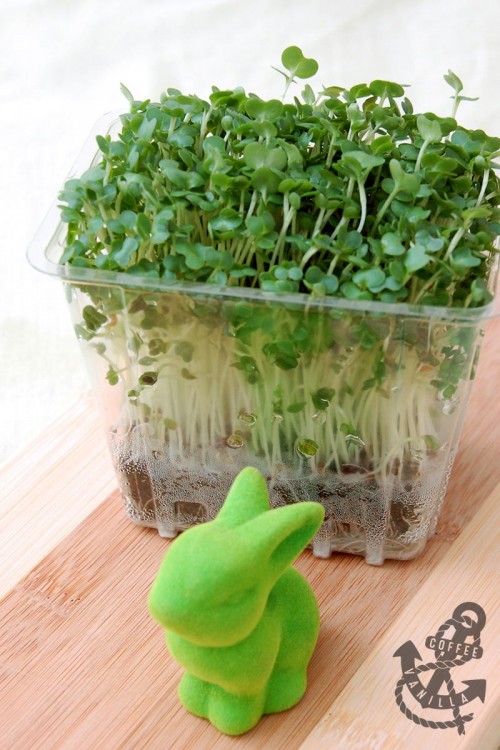 mustard cress salad cress garden cress