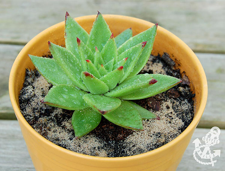 echeveria succulent with red leaf edges 