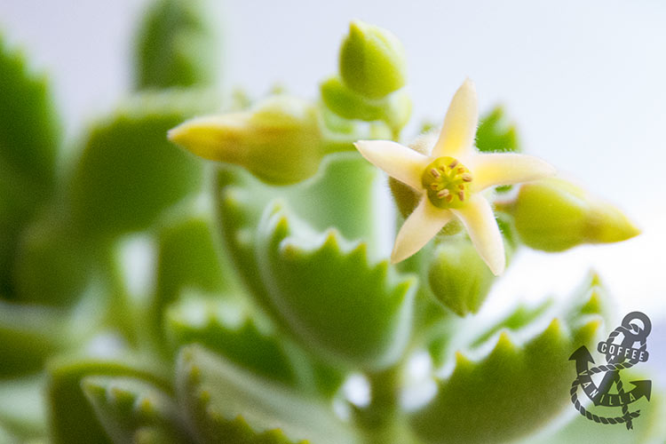 cotyledon bears paws flowers