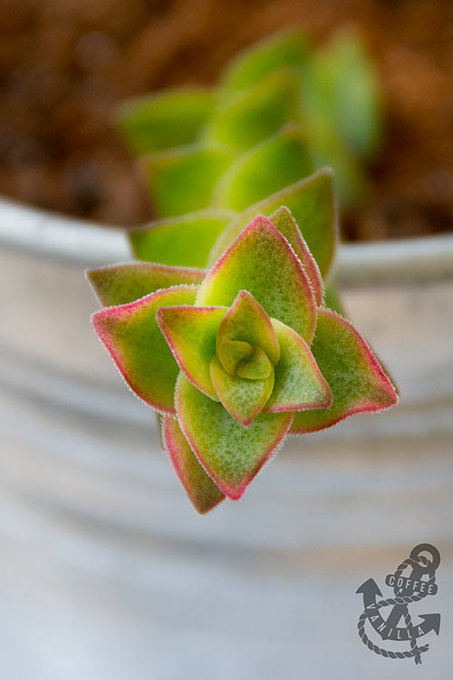 giant string of buttons succulent