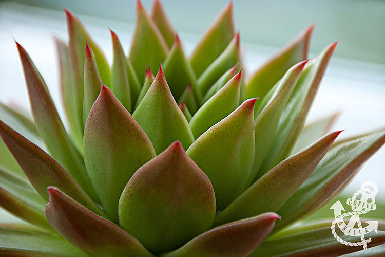 echeveria with spiky red coloured leaves