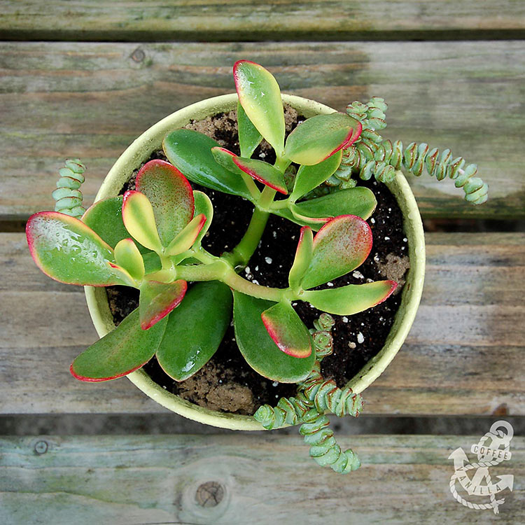 succulent crassula family jade tree 