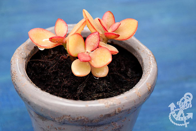 succulent crassula plant