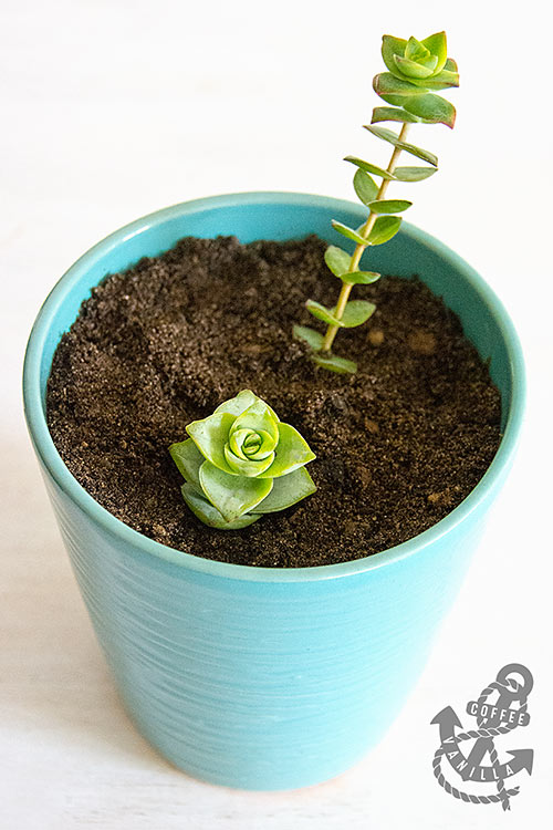 necklace vine succulent giant string of buttons stacked crassula