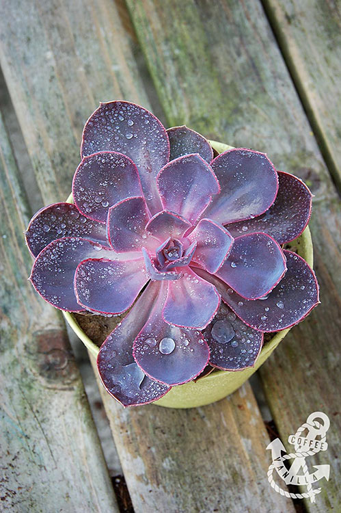 purple rosette shaped succulent