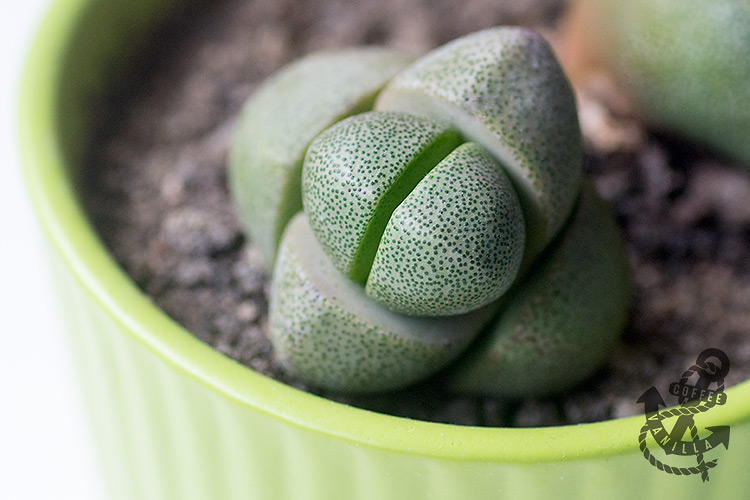 succulents that look like pebbles stones 